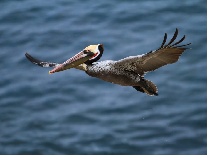 California Brown Pelicans In Mating Plumage – Wildlife Photography by Sheldon Charron